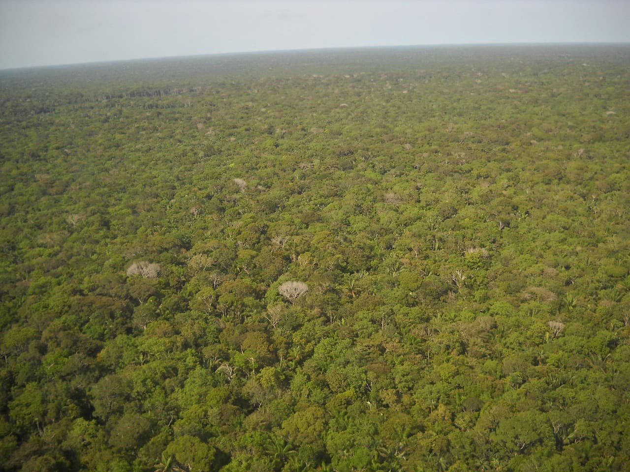 Amazon deforestation in Brazil hits record low of 3,335 sq km, Prodes data shows
