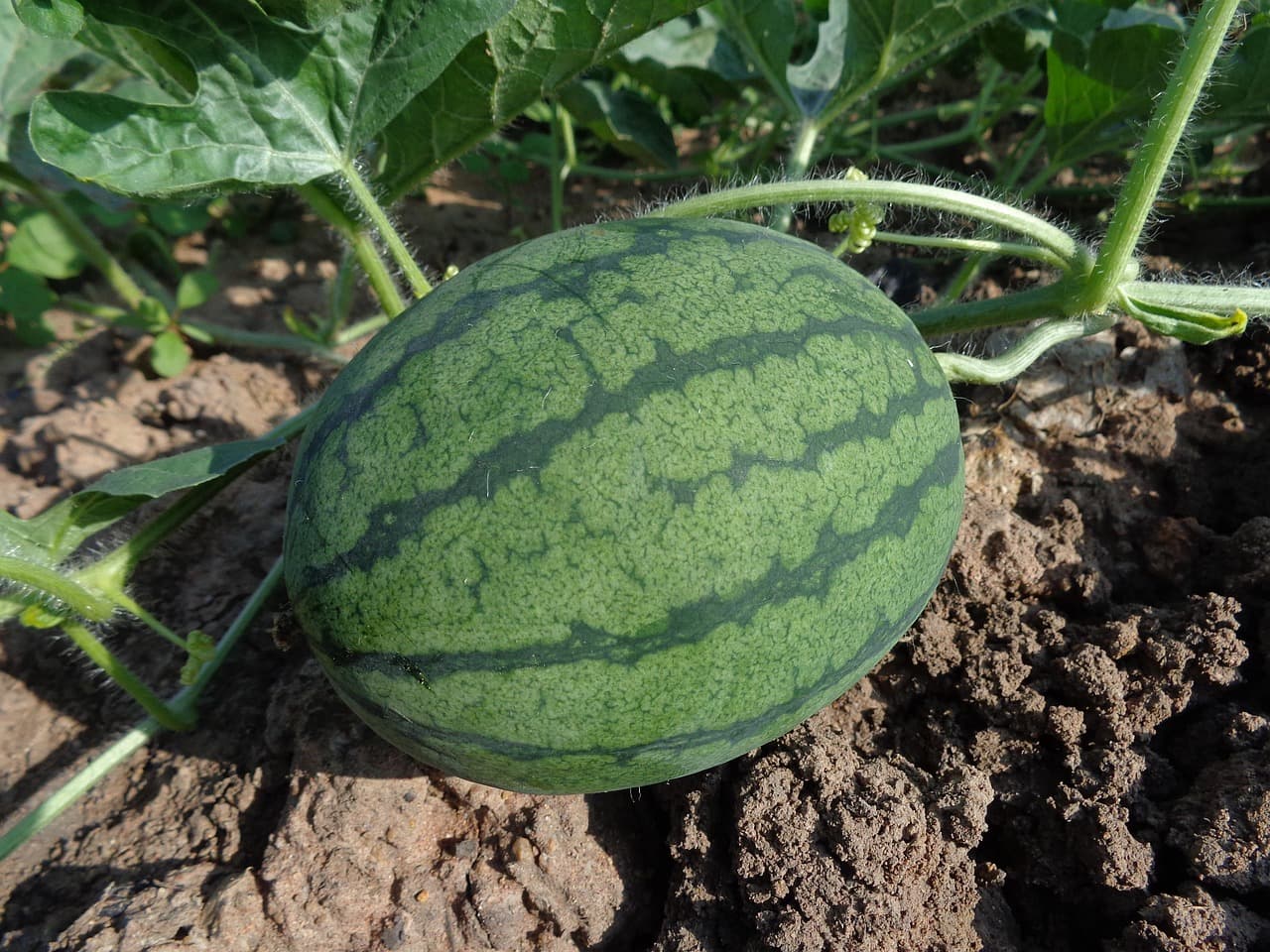 'Scared of crossing the border': Arizona farmers and Mexican workers brace for harvest