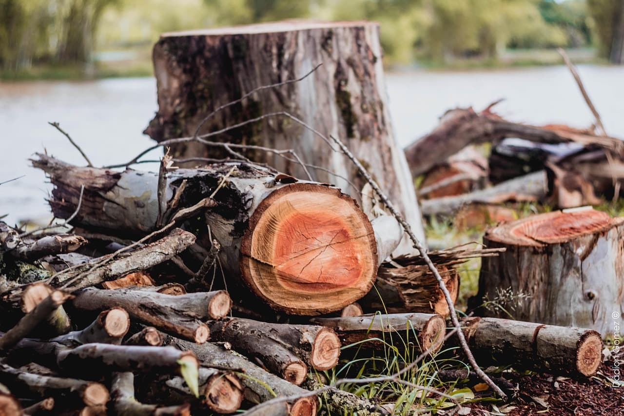 US corporate lobbyists ran two-year blitz to weaken EU deforestation law, Mighty Earth finds