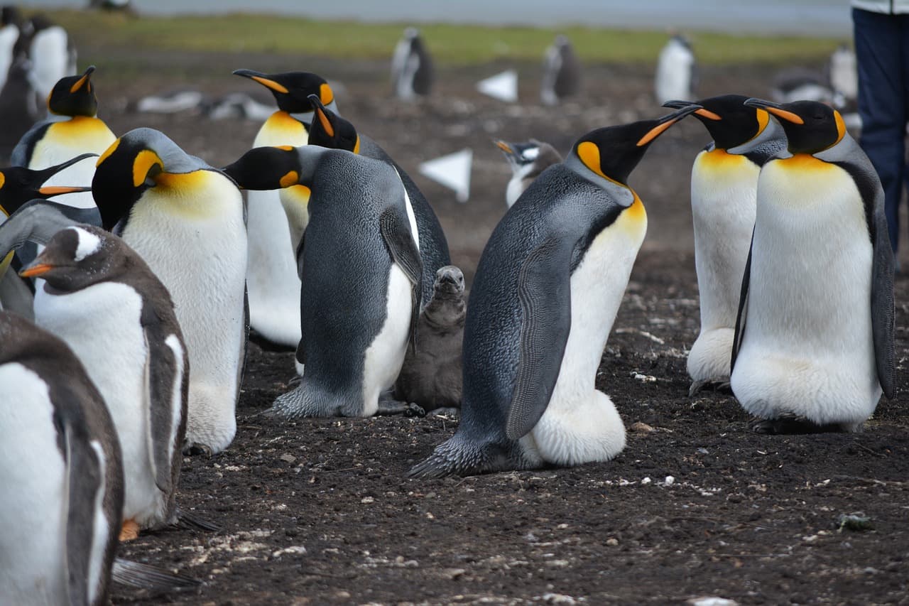 Falkland Islands Argentina dispute: islanders say hostility is worst since 1982