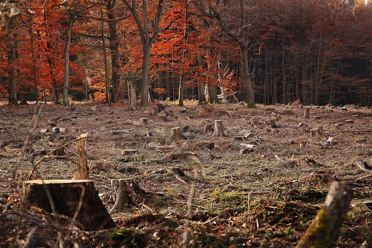 Google Datacentre Finland Investigation Opened Over Muhos Forest Clearing