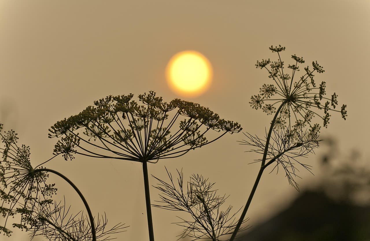 Indonesia Forest Fires Blanket Southeast Asia in Toxic Haze