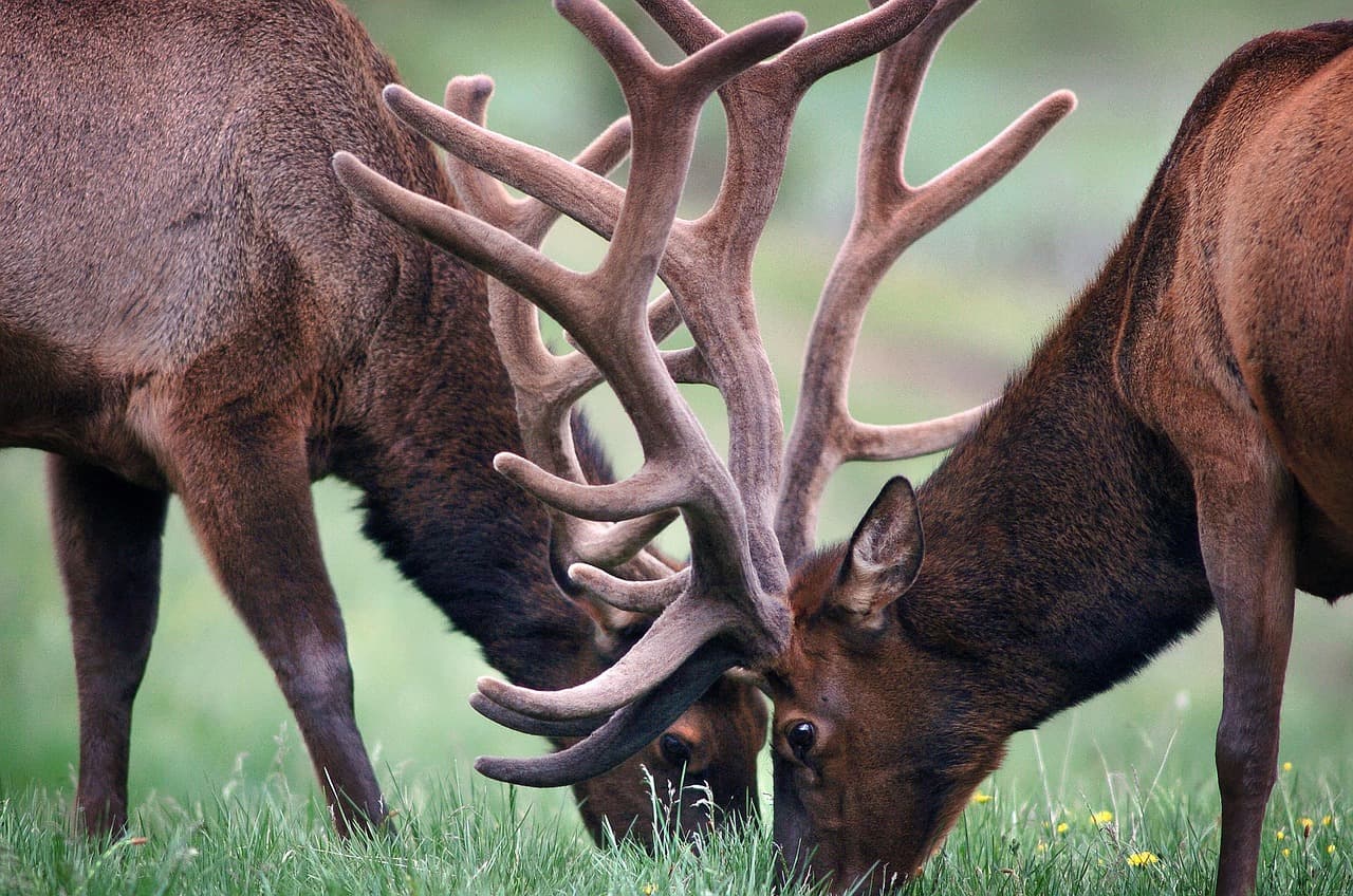 New World screwworm found in US wildlife for first time, in Texas elk