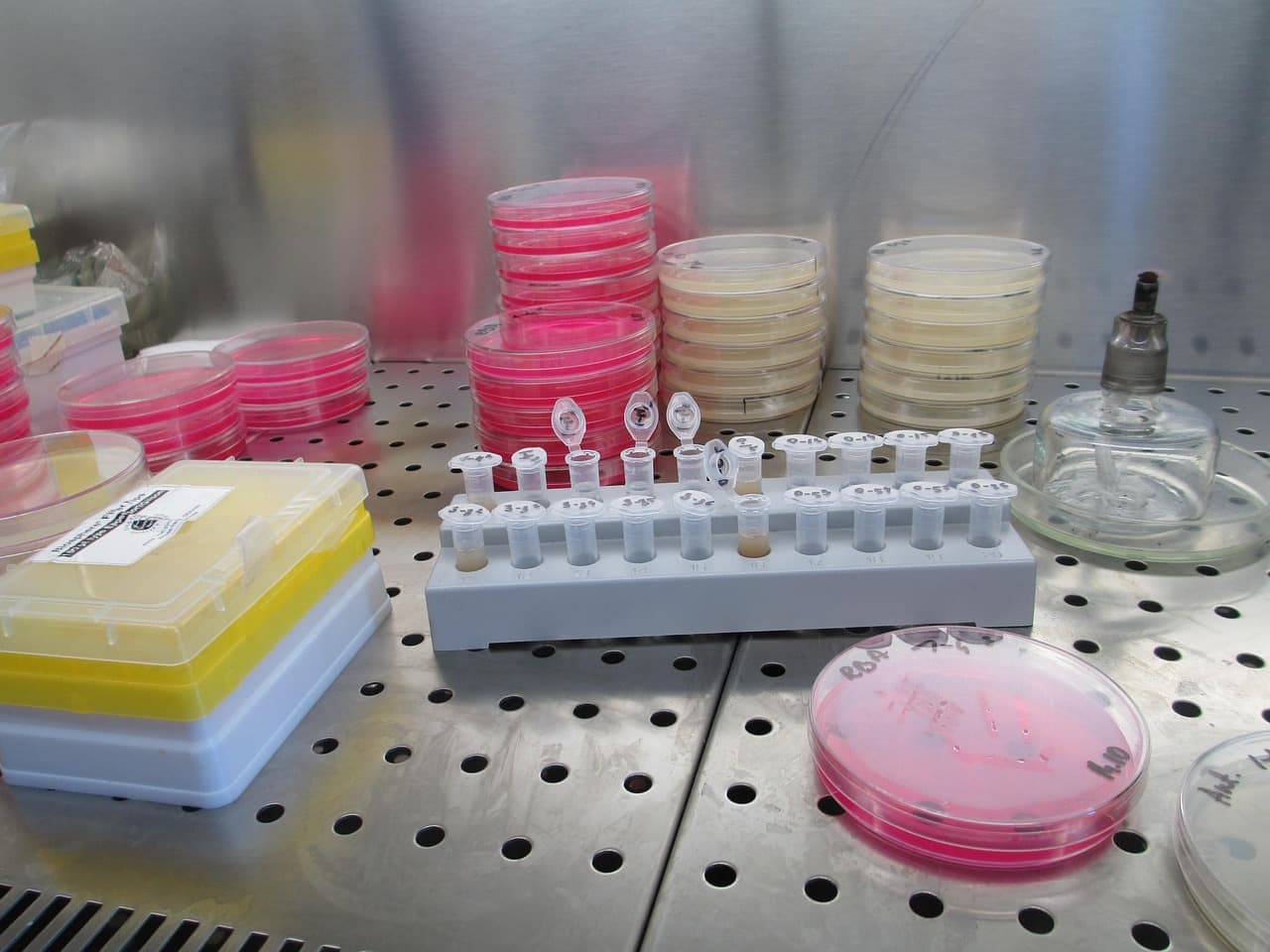 Plague Outbreak in Russia: Fears Played Down After Siberia Researcher's Death