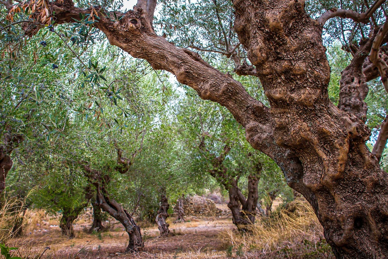 Settler attacks on West Bank olive groves turn to social media calls - and keffiyehs
