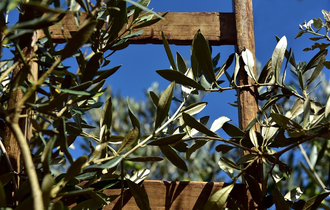 Israeli settlers attack olive farmers as Area C harvesting bans tighten across West Bank