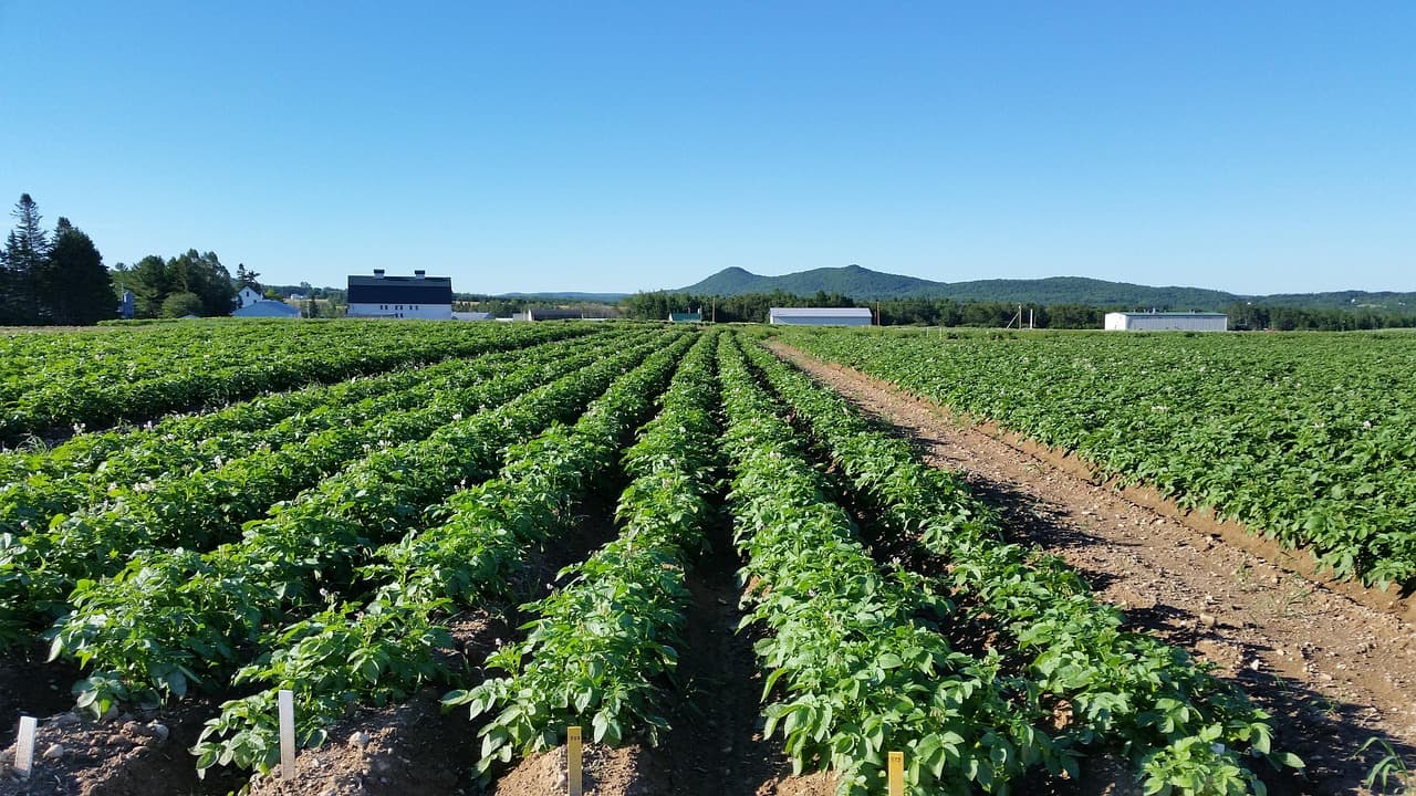 Susan Collins Canada tariff exemptions: White House drops duties on key Maine goods