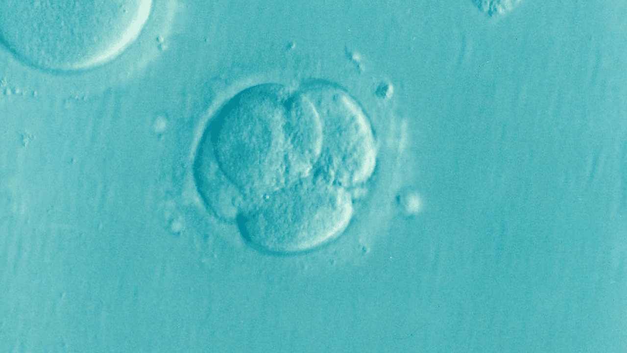 Thailand IVF: Bangkok draws thousands of foreign patients as Asia's fertility hub