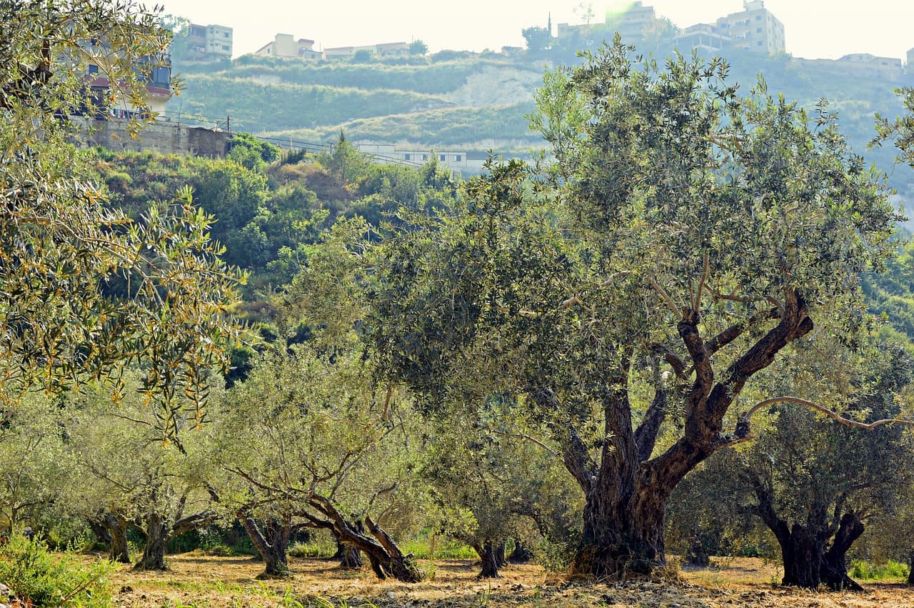 West Bank olive trees fake video: AI-generated footage spreads on X